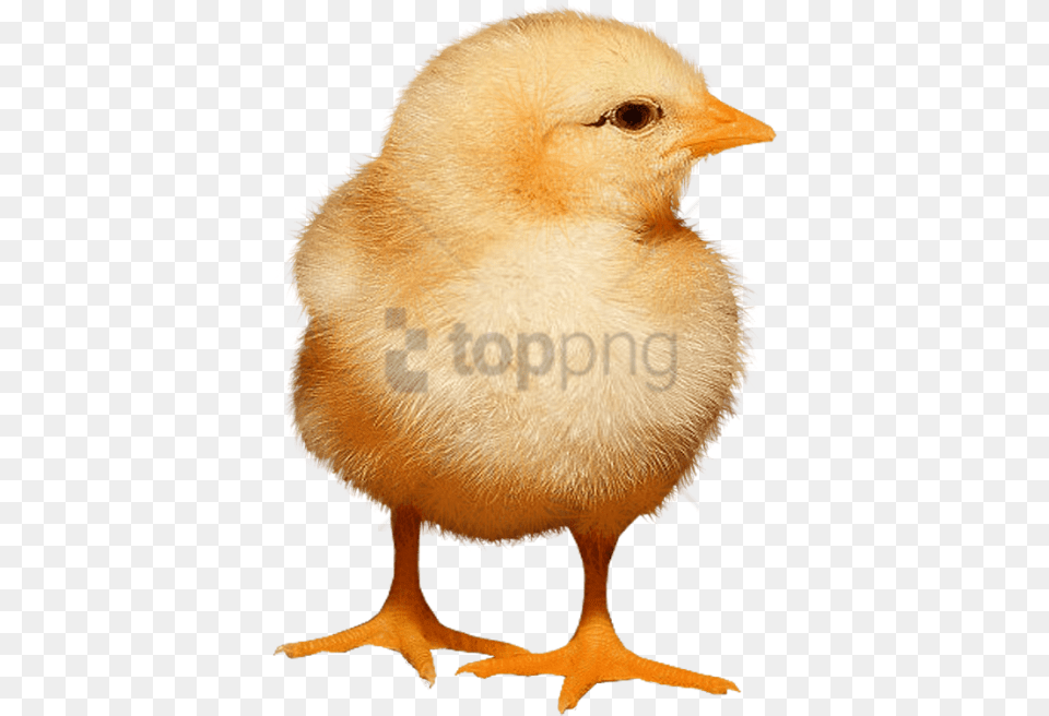 Baby Chicken, Animal, Bird, Fowl, Hen Free Png Download