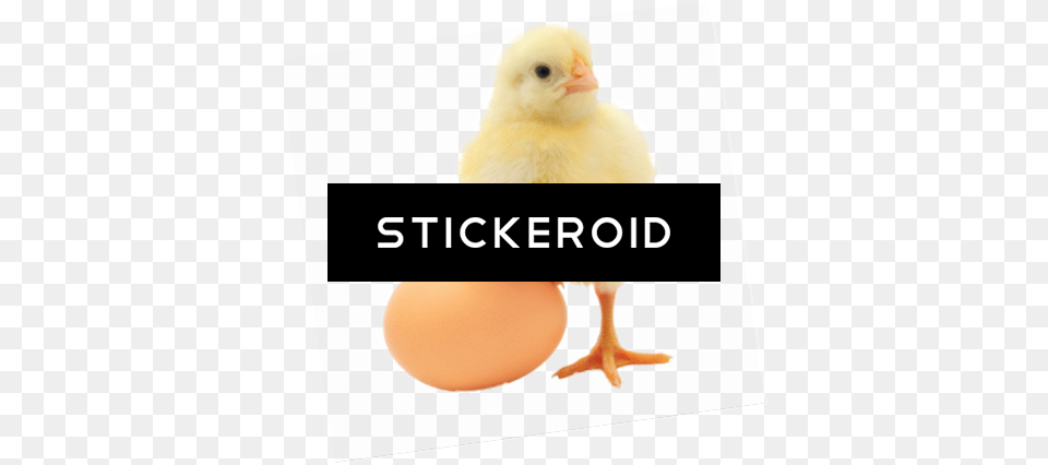 Baby Chicken, Animal, Bird, Fowl, Poultry Free Transparent Png