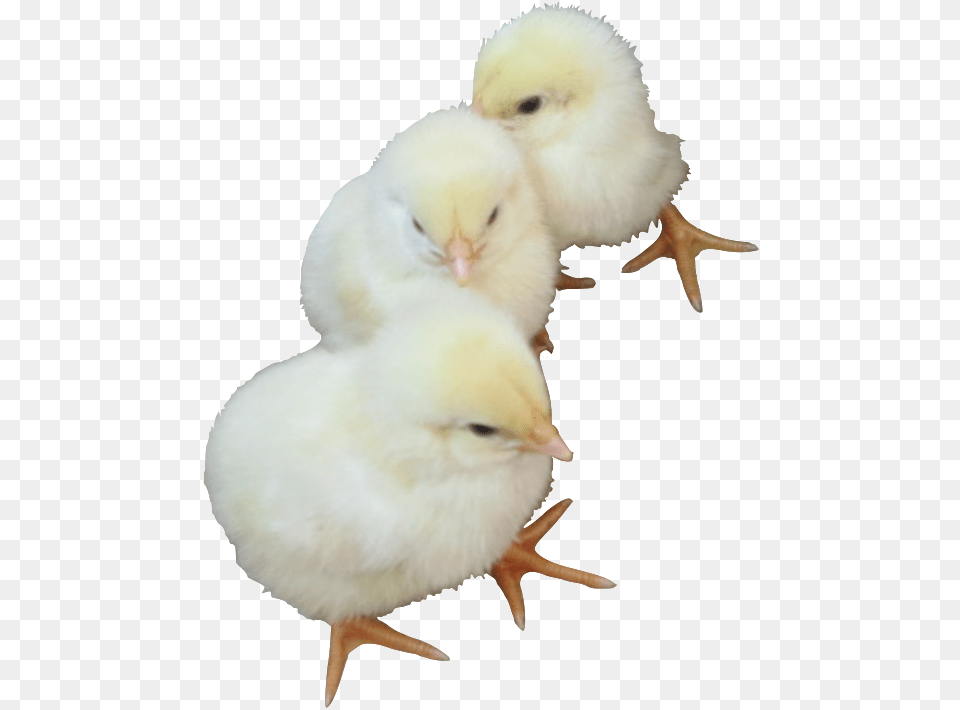 Baby Chicken, Animal, Bird, Fowl, Poultry Free Png