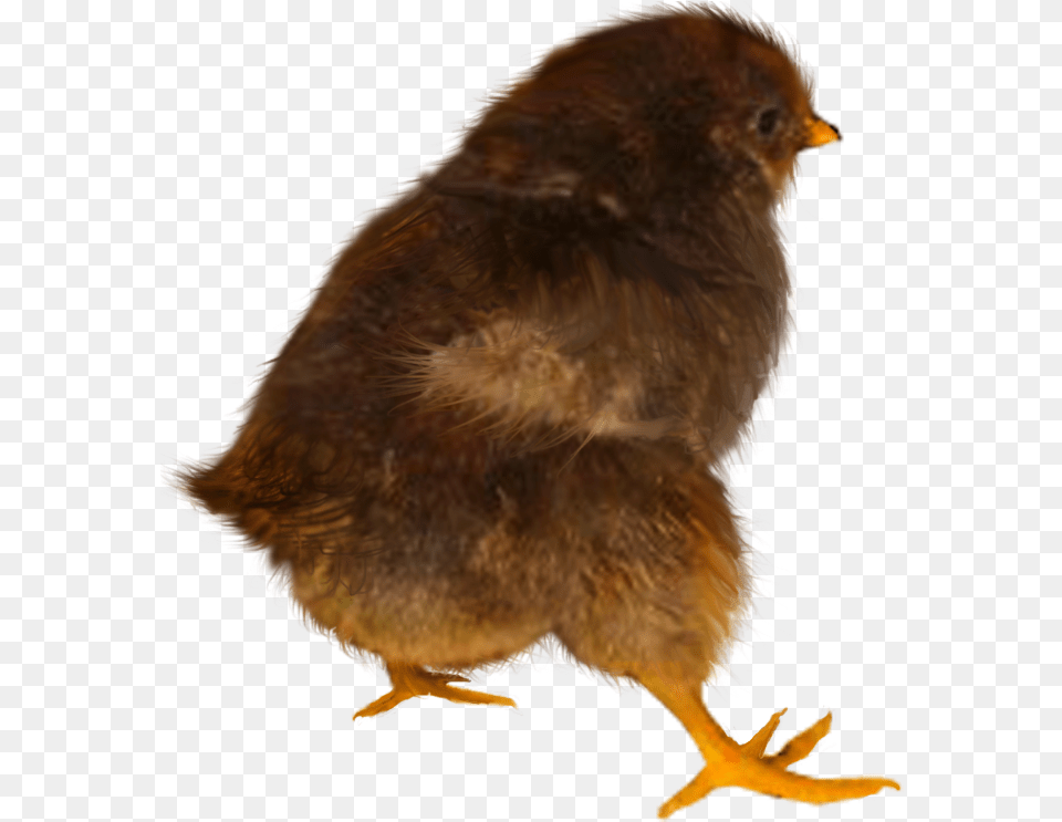 Baby Chicken, Animal, Bird, Fowl, Poultry Png Image