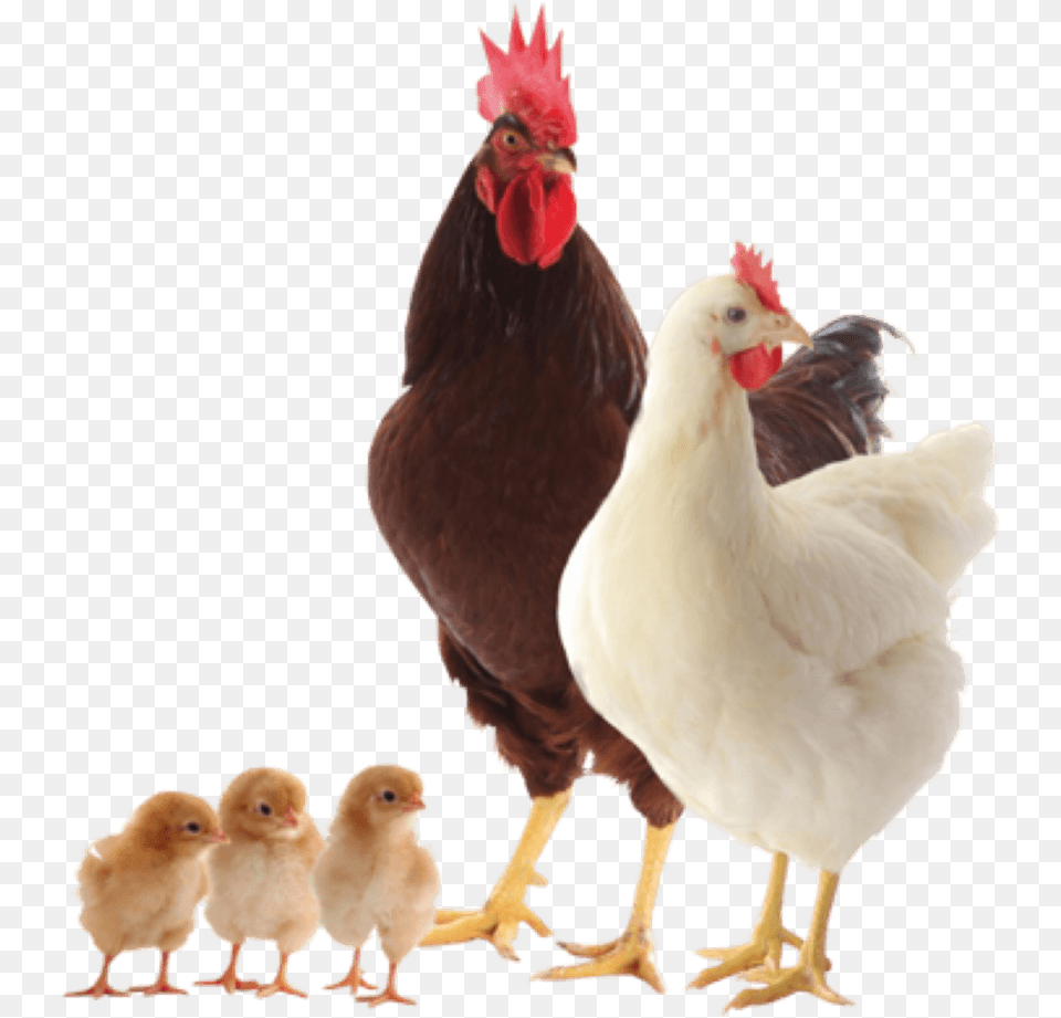 Baby Chicken, Animal, Bird, Fowl, Poultry Png Image