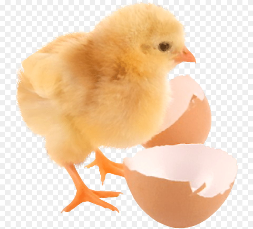 Baby Chicken And Egg, Animal, Bird, Fowl, Poultry Free Png Download