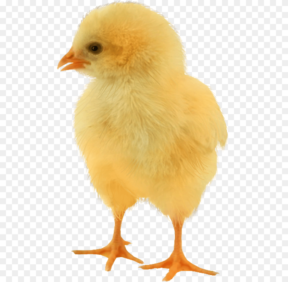 Baby Chicken Baby Chicken, Animal, Bird, Fowl, Hen Free Transparent Png