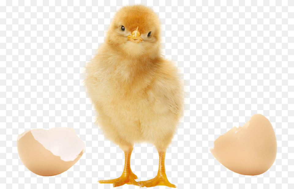 Baby Chicken Chick, Animal, Bird, Fowl, Poultry Png Image