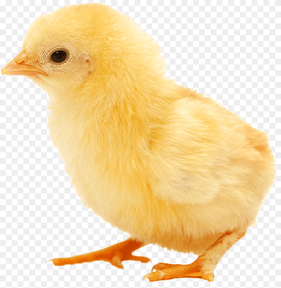 Baby Chicken Clipart Chick, Animal, Bird, Fowl, Poultry Free Png