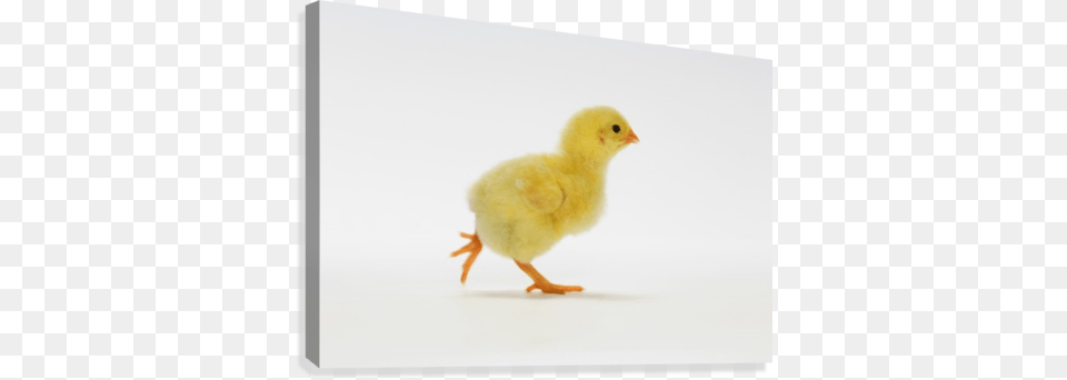 Baby Chicken Great Big Canvas Thomas Kitchin Premium Thick Wrap, Animal, Bird, Fowl, Poultry Free Png