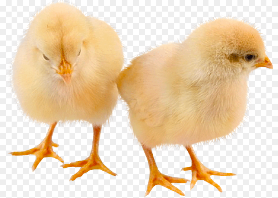 Baby Chicken High Quality Image Chicken, Animal, Bird, Fowl, Poultry Png