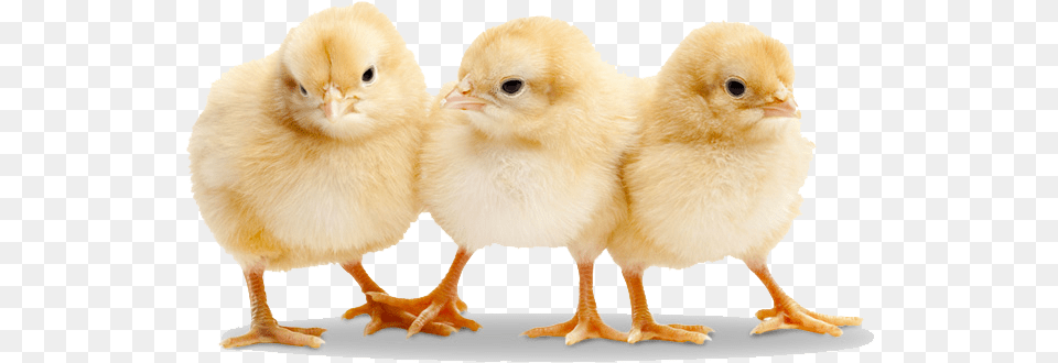 Baby Chicken Transparent Baby Chicks, Animal, Bird, Fowl, Poultry Free Png Download