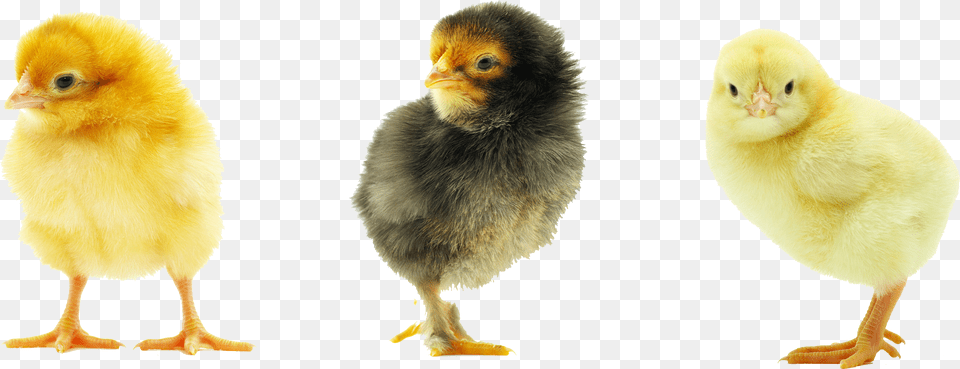 Baby Chicken Transparent Background, Animal, Bird, Fowl, Poultry Png Image
