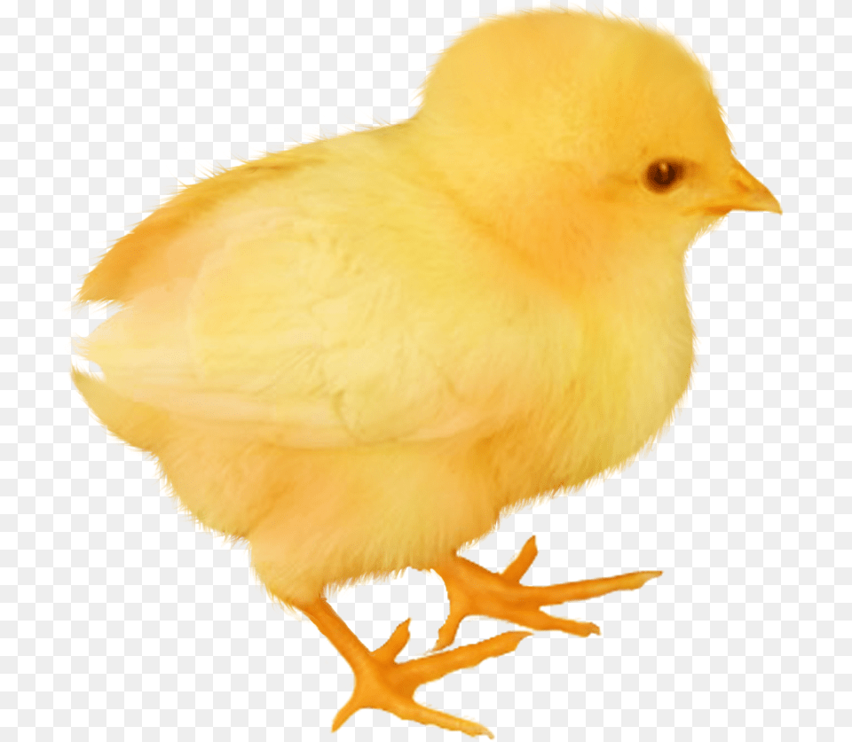 Baby Chickens Images For Create Picture, Animal, Bird, Fowl, Poultry Png