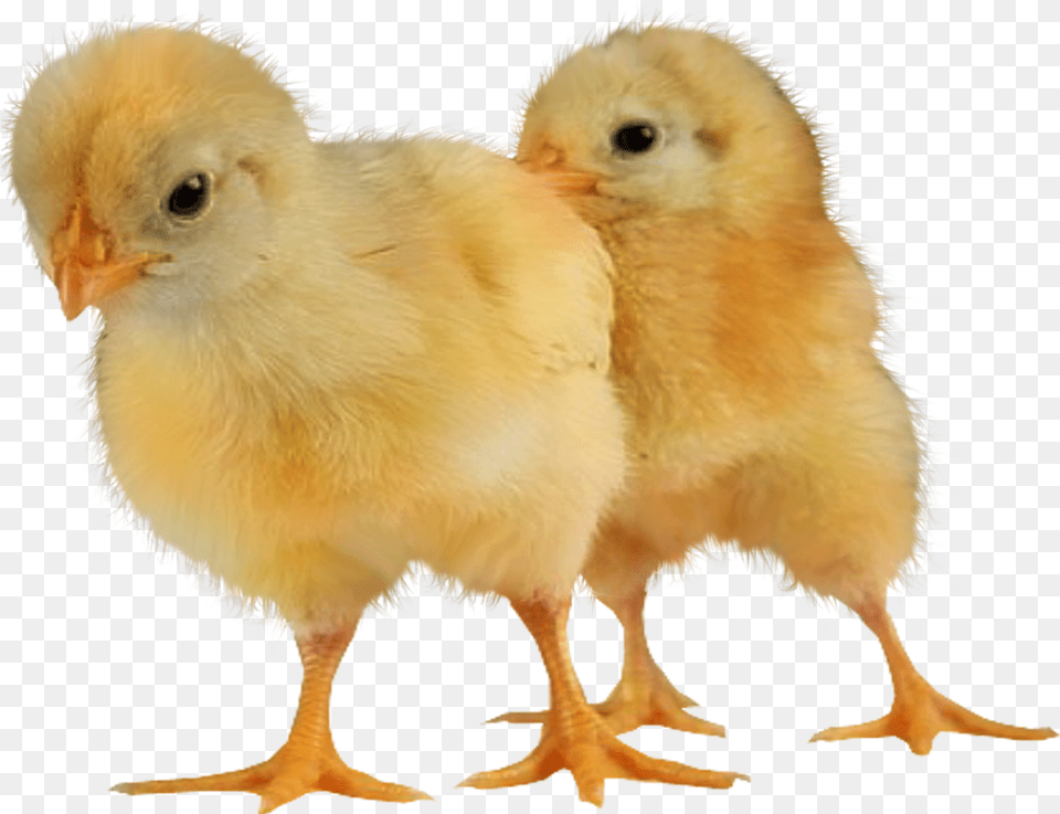 Baby Chickens Images For Create Picture Chicken, Animal, Bird, Fowl, Poultry Png Image
