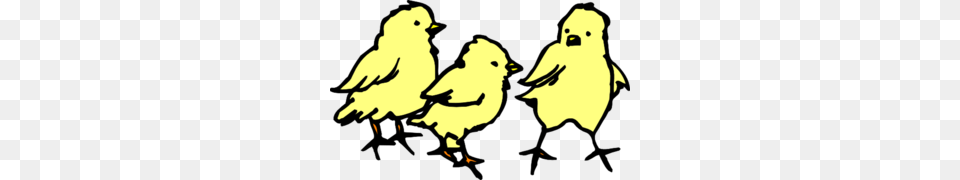 Baby Chicks Clip Art, Animal, Bird, Person Png