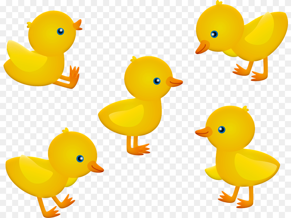 Baby Chicks Clipart Pintinhos, Animal, Bird, Duck Png