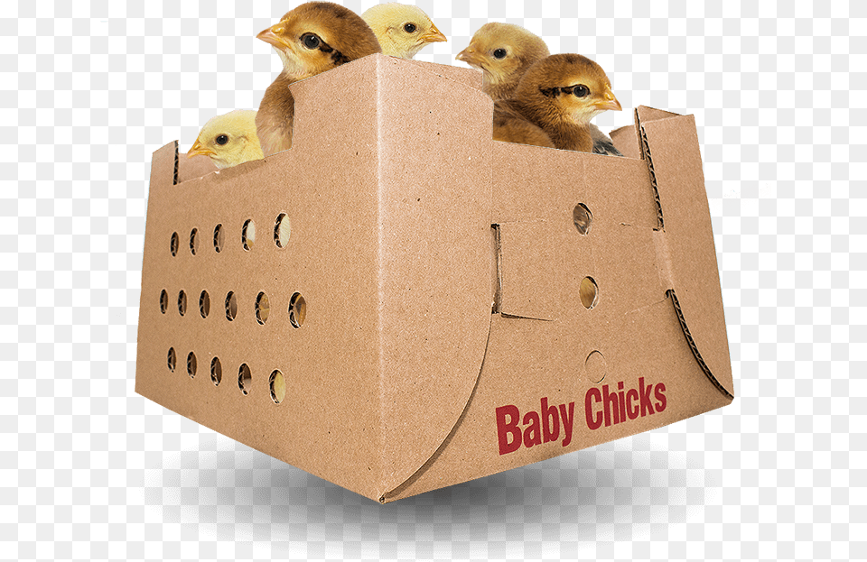 Baby Chicks For Sale By Mail Order Poultry American Mourning Dove, Animal, Bird, Chicken, Fowl Free Png