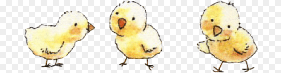 Baby Chicks Freetoedit Duck, Animal, Bird, Fowl, Poultry Free Png