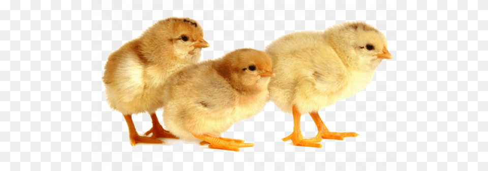 Baby Chicks Images Transparent U2013 Animal Figure, Bird, Chicken, Fowl, Poultry Png Image
