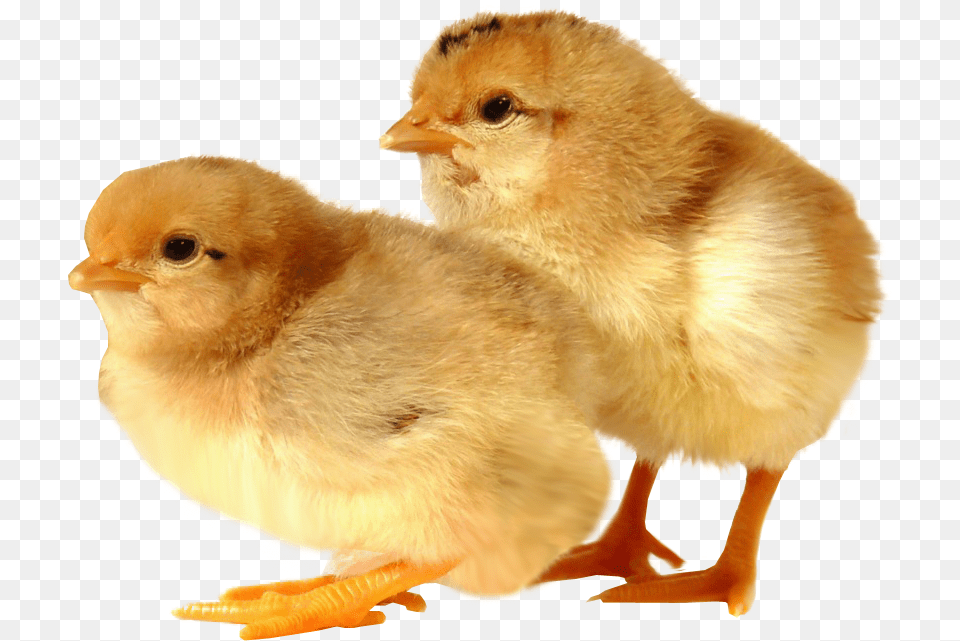 Baby Chicks Transparent Background Baby Animal Transparent Background, Bird, Chicken, Fowl, Poultry Png Image