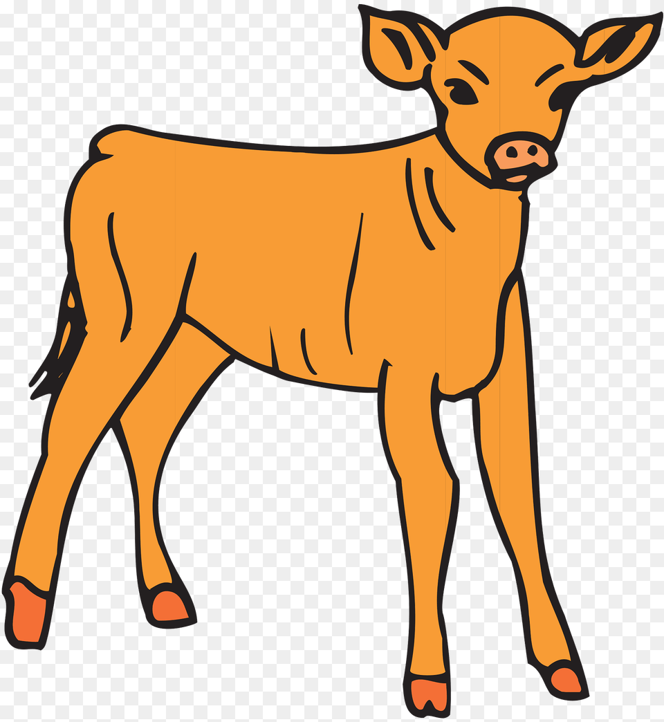 Baby Cow Clipart, Animal, Calf, Cattle, Livestock Free Png