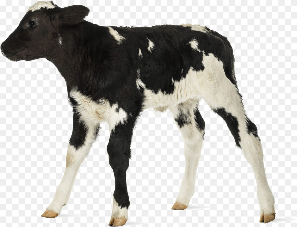 Baby Cow White Background Baby Cow Background Free Transparent Png