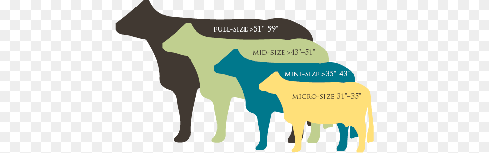 Baby Cows Etsy Cow Size, Animal, Cattle, Livestock, Mammal Free Png