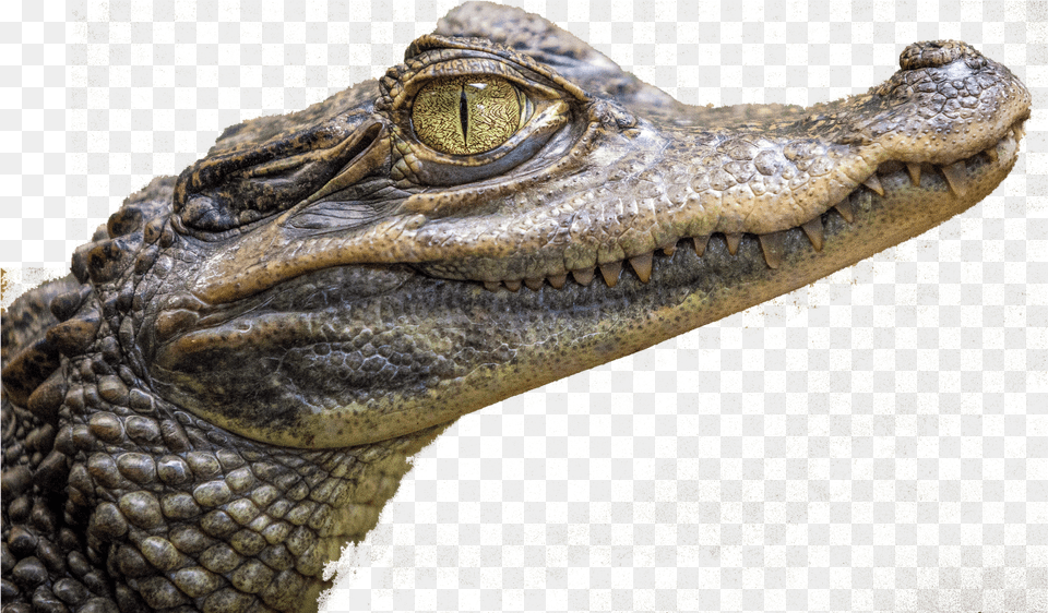 Baby Crocodile, Animal, Lizard, Reptile Png Image