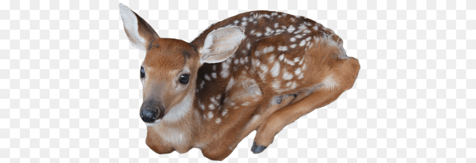 Baby Deer, Animal, Mammal, Wildlife, Kangaroo Free Transparent Png