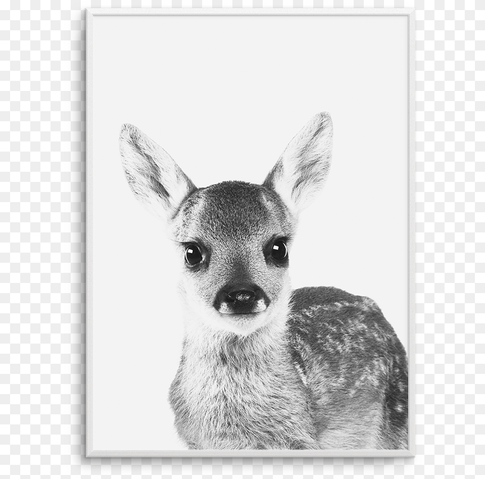 Baby Deer Baby Deer No Background, Animal, Mammal, Wildlife, Canine Free Png Download