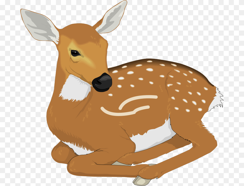 Baby Deer Deer Clipart, Animal, Mammal, Wildlife, Fish Png Image