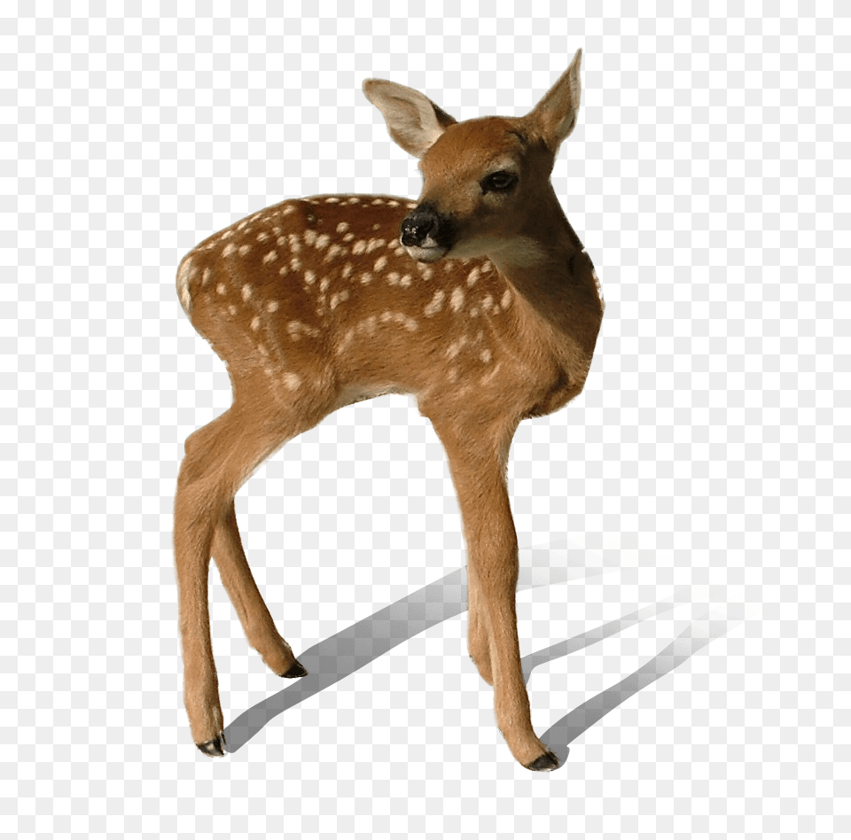 Baby Deer Standing, Animal, Antelope, Mammal, Wildlife Png