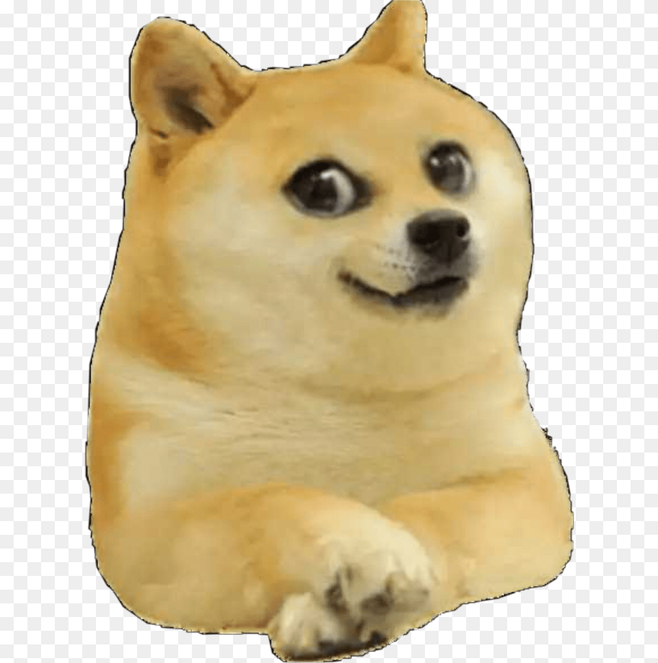 Baby Doge, Animal, Canine, Dog, Mammal Free Transparent Png