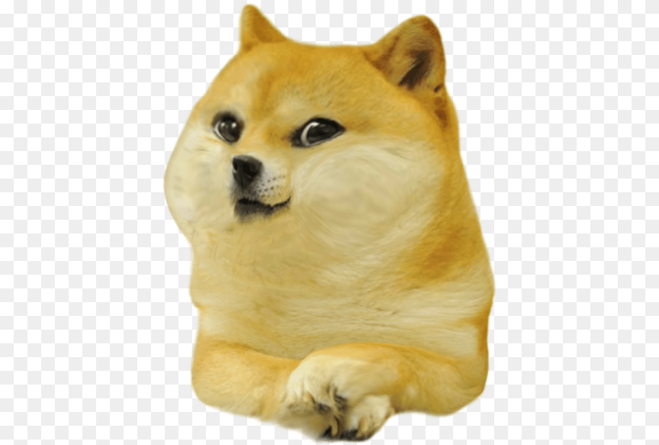 Baby Doge, Animal, Canine, Dog, Mammal Png