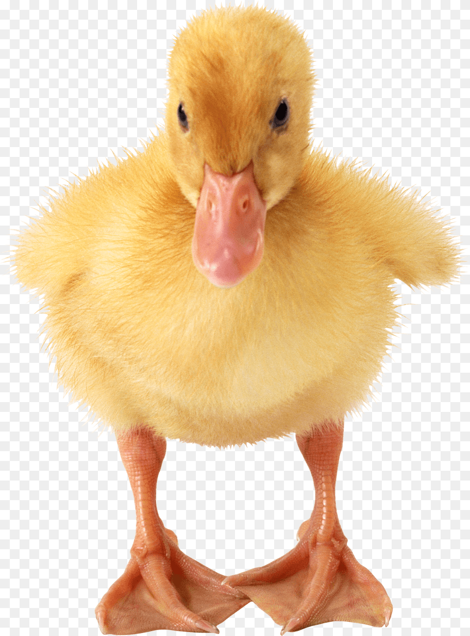 Baby Duck, Animal, Beak, Bird, Waterfowl Free Png Download