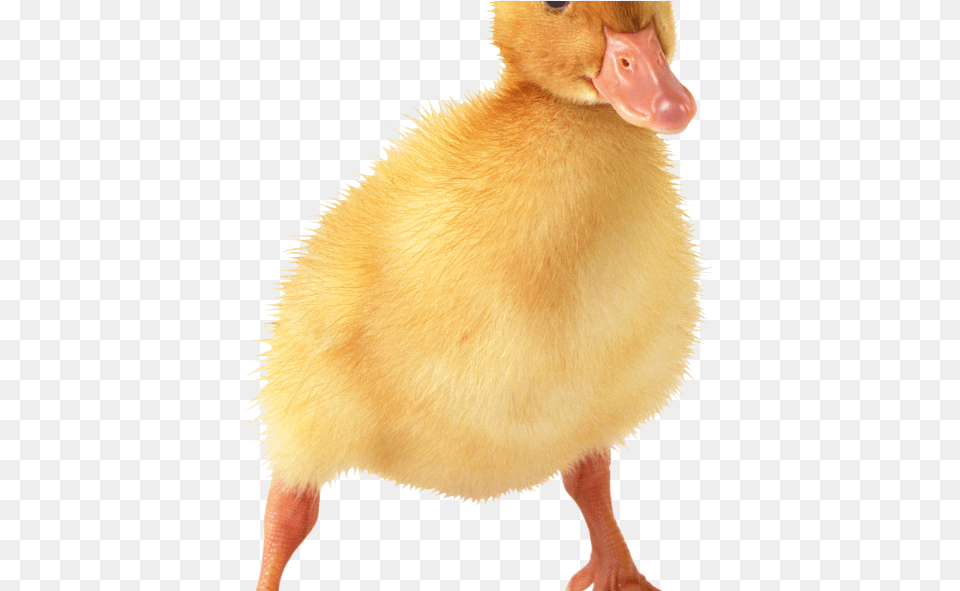 Baby Duck Tattoo Photo Baby Ducks With Transparent Background, Animal, Bear, Bird, Mammal Free Png