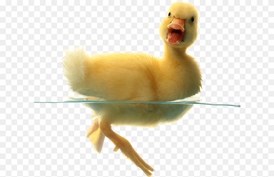 Baby Duck Transparent Background, Animal, Beak, Bird Free Png Download