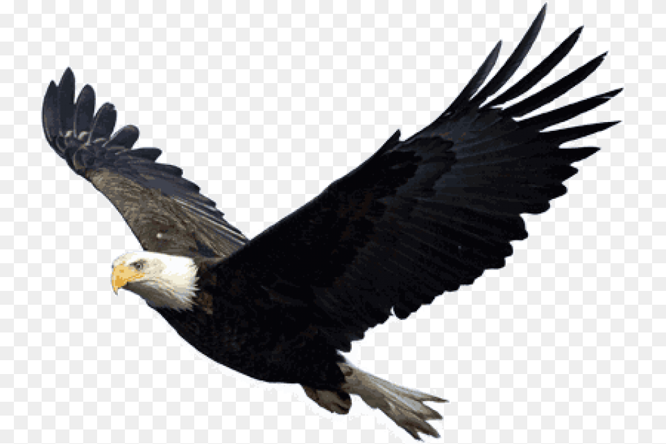 Baby Eagle Clipart Eagle Background, Animal, Bird, Bald Eagle, Flying Free Transparent Png