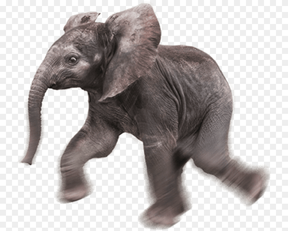 Baby Elephant Baby Elephant Transparent Background, Animal, Mammal, Wildlife Png Image