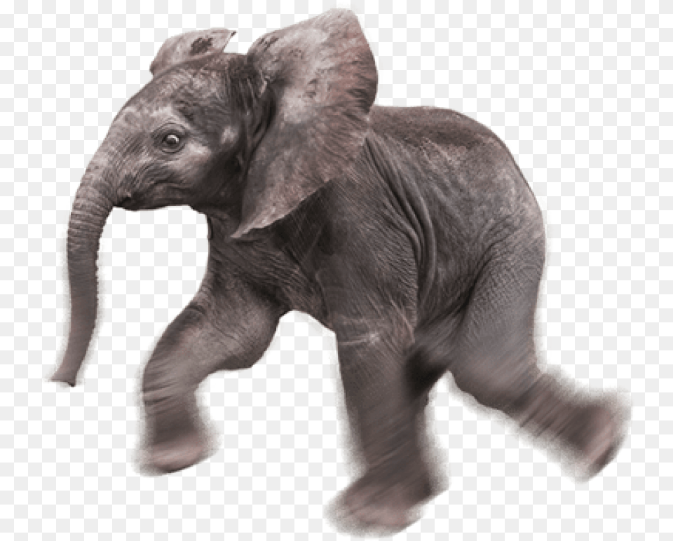 Baby Elephant Background Baby Elephant Background, Animal, Mammal, Wildlife Png