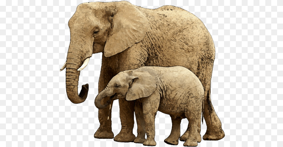 Baby Elephant Image With Background Background Elephant, Animal, Mammal, Wildlife Free Transparent Png