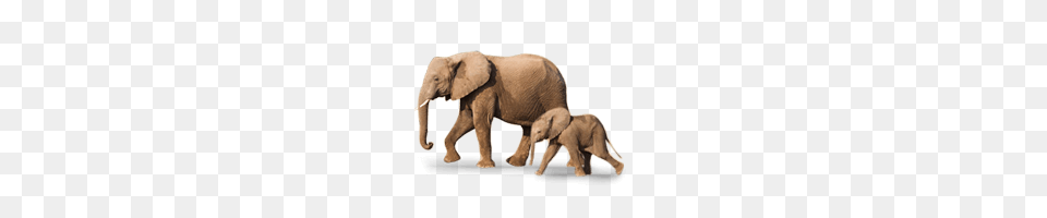Baby Elephant Is Called As Calf Picture Baby Animals Learning, Animal, Mammal, Wildlife Free Transparent Png