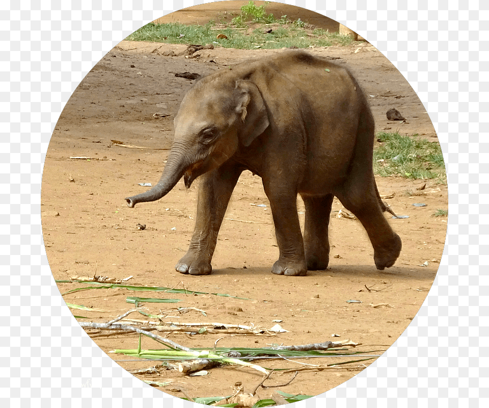 Baby Elephant Sri Lanka, Animal, Mammal, Wildlife Free Transparent Png