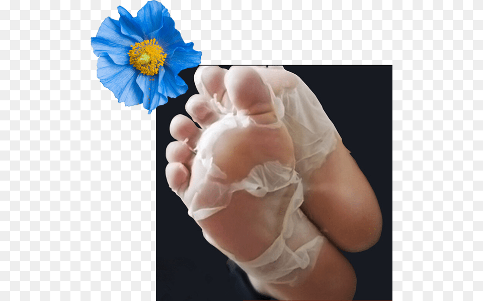 Baby Feet Peel Uk, Anemone, Flower, Petal, Plant Png Image