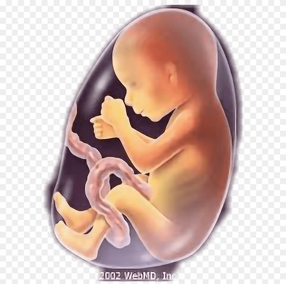 Baby Fetus Fetus5 Months Freetoedit Baby 5 Months Fetus, Person, Face, Head Free Png