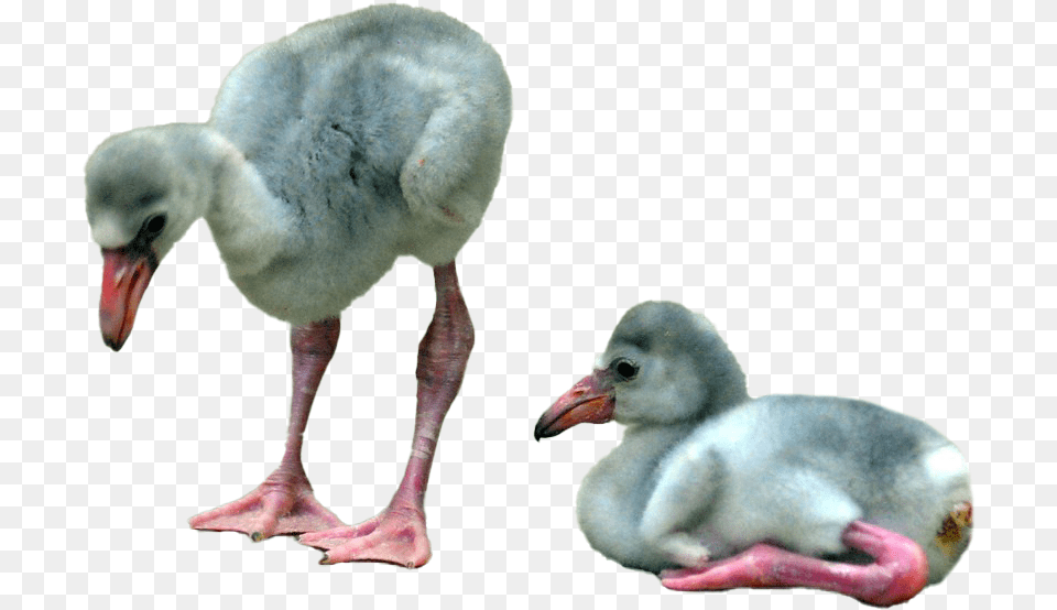Baby Flamingo File Baby Flamingo, Animal, Beak, Bird Free Png Download