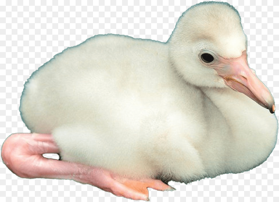 Baby Flamingo Image Duck, Animal, Beak, Bird Free Transparent Png