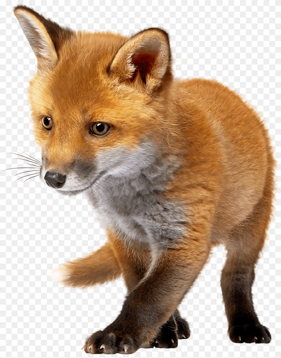 Baby Fox Clip Art Baby Fox, Animal, Canine, Dog, Mammal Png