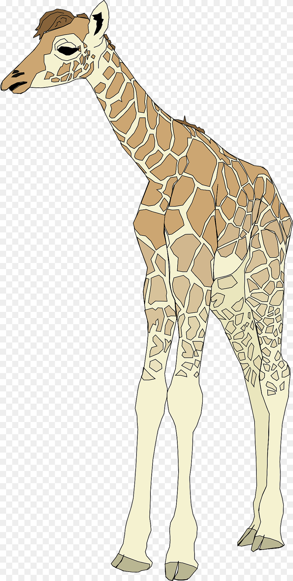 Baby Giraffe Clipart, Animal, Mammal, Wildlife, Person Free Png Download