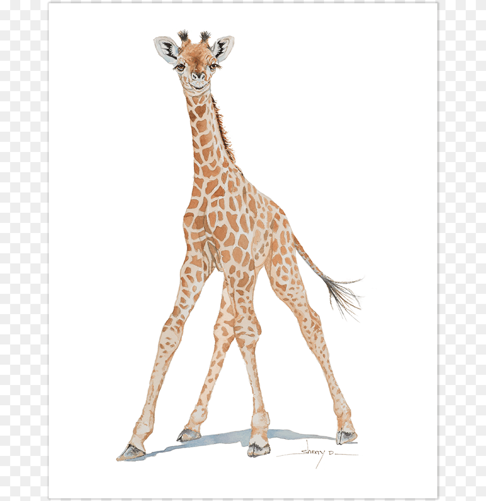 Baby Giraffe Wall Art Art, Animal, Mammal, Wildlife Png Image