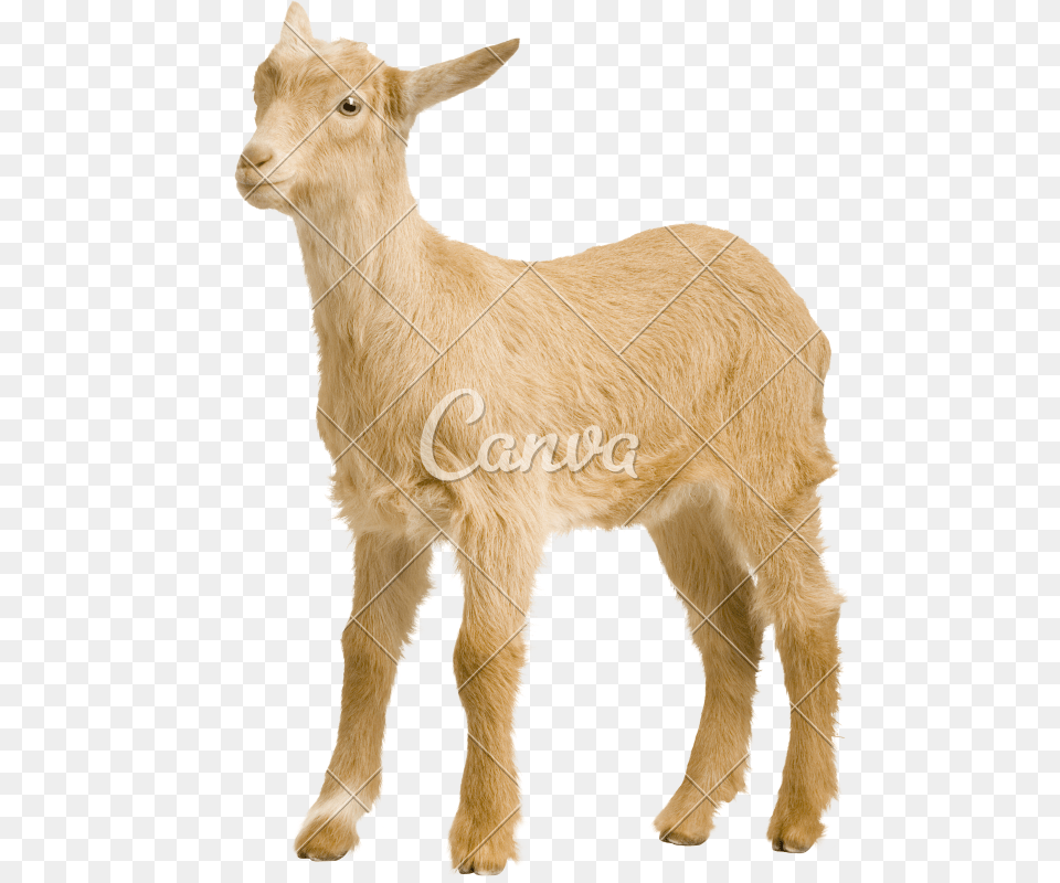 Baby Goats Pictures Goat, Livestock, Animal, Mammal, Cattle Png Image