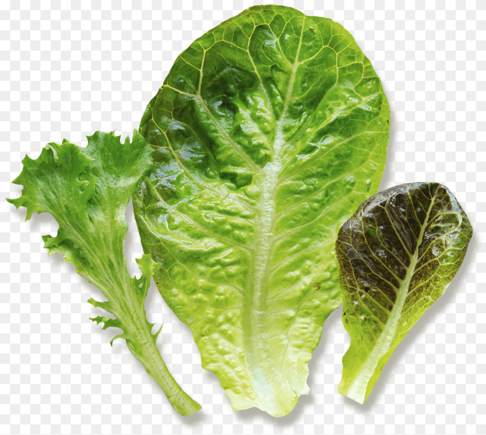 Baby Greens Fresh, Food, Lettuce, Plant, Produce Free Png