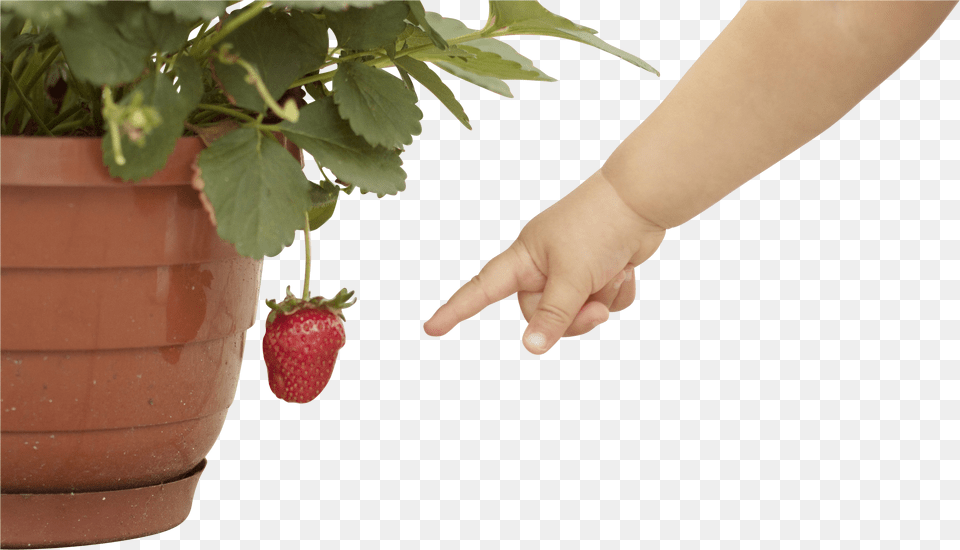 Baby Hand Pointing At Strawberry Infant Free Png